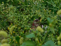 Carpodacus sibiricus