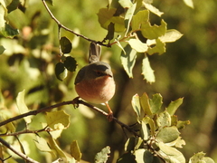 Curruca iberiae