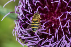 Syrphus torvus