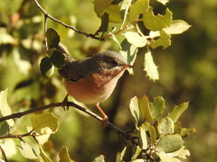 Curruca iberiae