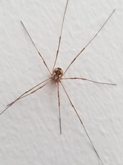Phalangiinae