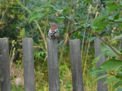 Carpodacus sibiricus