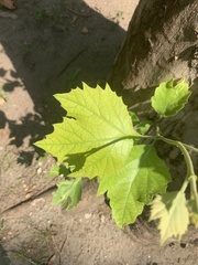 Platanus × hispanica