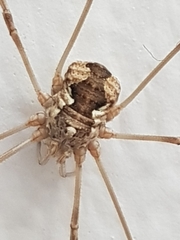 Phalangiinae