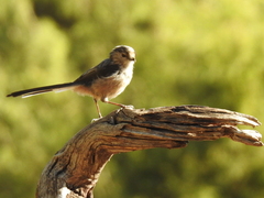 Aegithalos caudatus