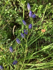 Gentiana pneumonanthe