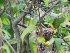 Carpodacus sibiricus