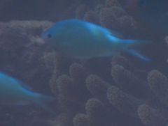 Chromis atripectoralis
