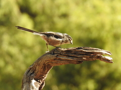 Aegithalos caudatus
