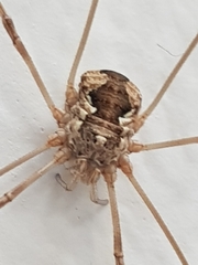 Phalangiinae