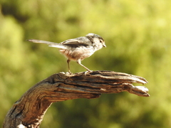 Aegithalos caudatus