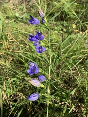 Gentiana pneumonanthe