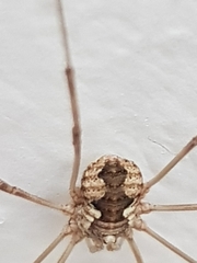 Phalangiinae