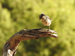 Aegithalos caudatus