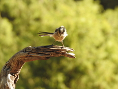 Aegithalos caudatus