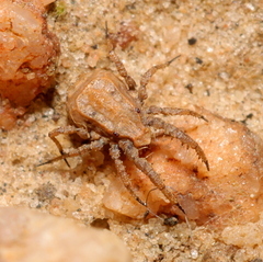 Caeculidae