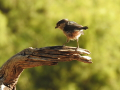 Aegithalos caudatus