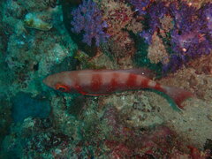 Priacanthus hamrur