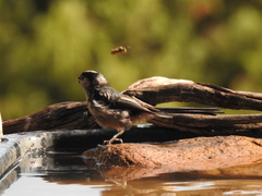 Aegithalos caudatus