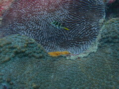 Canthigaster valentini