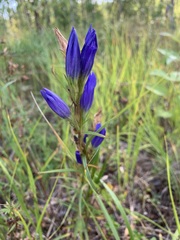 Gentiana pneumonanthe
