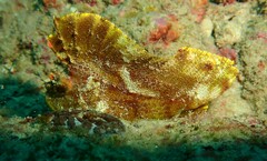 Taenianotus triacanthus