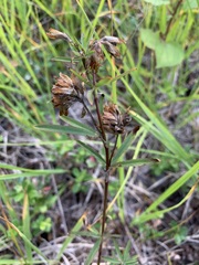 Trifolium lupinaster