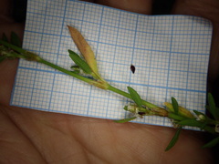 Polygonum arenastrum