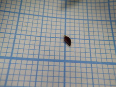 Polygonum arenastrum