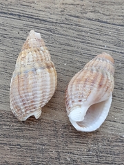 Tritia reticulata