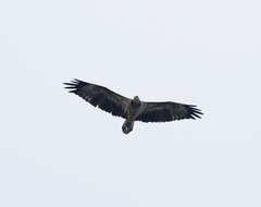 Haliaeetus leucogaster