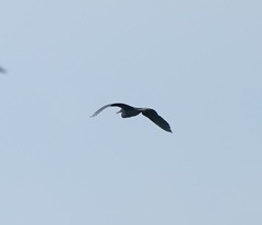 Egretta sacra