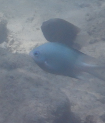 Acanthochromis polyacanthus