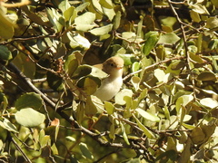 Phylloscopus bonelli