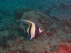 Zanclus cornutus