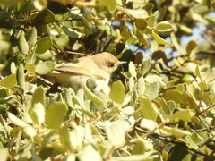 Phylloscopus bonelli