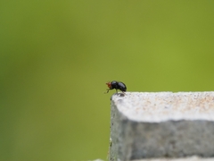 Apterobiroina australis