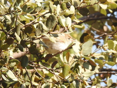 Phylloscopus bonelli
