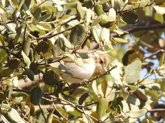 Phylloscopus bonelli
