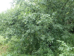 Malus sylvestris