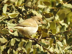 Phylloscopus bonelli