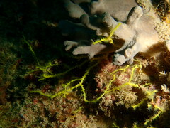 Melithaea