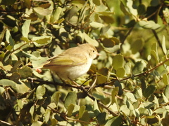 Phylloscopus bonelli
