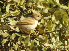 Phylloscopus bonelli