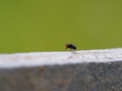 Apterobiroina australis