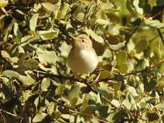 Phylloscopus bonelli