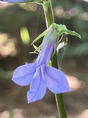 Lobelia amoena