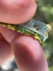 Aculus