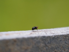 Apterobiroina australis