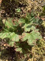Rubus chamaemorus